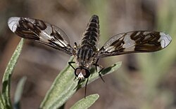 Macrocondyla chorista in a grassy border in San Luis province, Argentina, illustrating less common features for Bombyliidae such as a slender abdomen and white patches on the wings