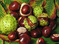 The fruit of the horse chestnut tree, showing the large seed inside the fruit, which is dehiscing or splitting open.