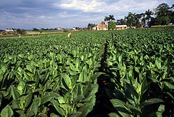 A field in Pinar del Rio planted with Cuban tobacco