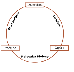 Schematic relationship between biochemistry, genetics, and molecular biology