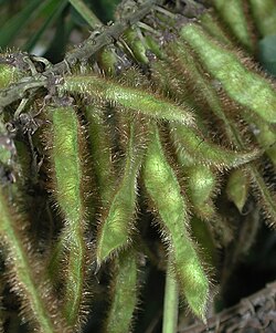 Kudzu seedpods