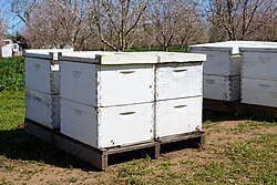 Wooden beehives with active honey bees in a California almond orchard