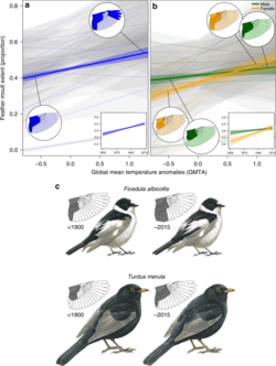 Museum specimens of Collared flycatcher (top) and Eurasian blackbird (bottom) juveniles compared with modern-day birds. Nesting feathers are replaced with adult plumage earlier, and females now complete the shift earlier than males, while in the past it was the opposite.[10]
