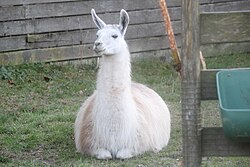 Llama at Copenhagen Zoo