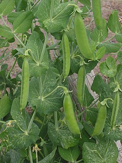 Peas are an annual plant.