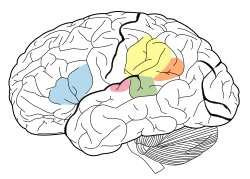 Language Areas of the brain.