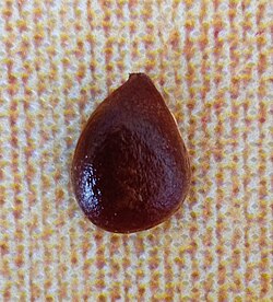 Persimmon fruit seed