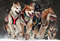 A dog team in the Iditarod Trail Sled Dog Race, arguably the most popular winter event in Alaska