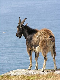 A feral goat in Cornwall