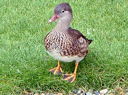 Mandarin duck (male) in eclipse plumage