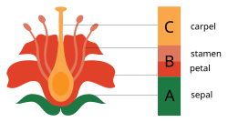The ABC model of flower development. Class A genes affect sepals and petals, class B genes affect petals and stamens, class C genes affect stamens and carpels. In two specific whorls of the floral meristem, each class of organ identity genes is switched on.
