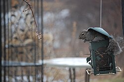 Squirrel eating from bird feeder