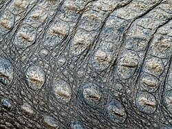 Skin of a mugger crocodile