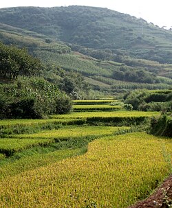 Level, bunded rice paddies in a Yunnan Province valley.