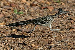 Greater roadrunner on the run