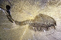 Cambrian animals such as Waptia might have competed with, or fed upon, Ediacaran life-forms.