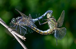 Sexual reproduction is nearly universal in animals, such as these dragonflies.