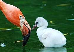 A chick and its mother