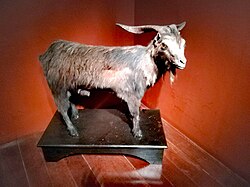 Bode Ioiô, taxidermied and displayed at the Ceará Museum