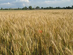 Wheat crop in Spasiv village, Rivne Oblast, Ukraine.