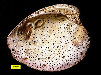 Borings in exoskeletons can provide evidence of animal behaviour. In this case, boring sponges attacked this hard clam shell after the death of the clam, producing the trace fossil Entobia.