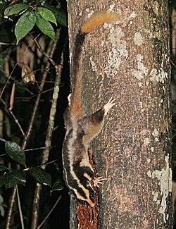 Striped possum, Crater Lakes National Park, Queensland