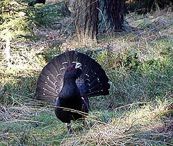 During mating season, the male western capercaillie feeds mainly on bilberry leaves, which are toxic to most herbivores