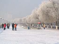 Winter rime trees of Jilin City