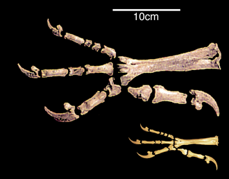 Comparative morphology of the paw skeleton of the extinct Haast's eagle with its closest living relative the little eagle.