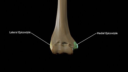 Medial and lateral epicondyles of the humerus