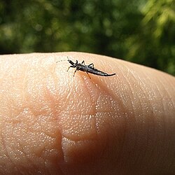 Ponticulothrips diospyrosi on finger