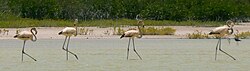 A group of immature birds at Lago de Oviedo, Dominican Republic