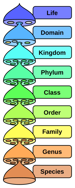 The basic scheme of modern classification. Many other levels can be used; domain, the highest level within life, is both new and disputed.