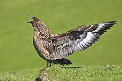 Great skua
