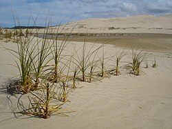 Ficinia spiralis spreads asexually with runners in the sand.