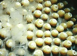 A male great star coral, Montastraea cavernosa, releasing sperm into the water