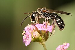 Lipotriches sp. bee pollinating flowers