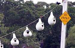 An artificial purple martin nesting colony