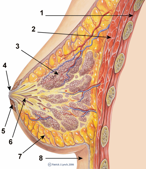 The breast: Cross-section scheme of the mammary gland. Chest wallPectoralis musclesLobulesNippleAreolaMilk ductFatty tissueSkin