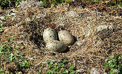 The nest of a great black-backed gull, with three typical eggs