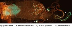 Sperm storage organs in the fruit fly Drosophila melanogaster. Female was first mated with GFP-male and then re-mated with RFP-male.