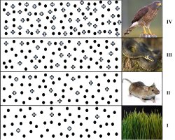Biomagnification is the increasing concentration of a substance, such as a toxic chemical, in the tissues of tolerant organisms at successively higher levels in a food chain.