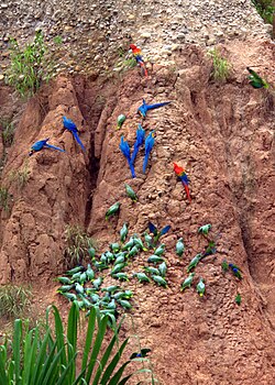 Blue-and-yellow macaws, scarlet macaws, chestnut-fronted macaws, mealy amazons, blue-headed parrots and an orange-cheeked parrot at a clay lick at Tambopata National Reserve, Peru.