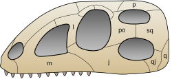 General pattern of skull fenestration in archosaurs