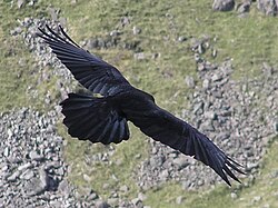 In flight