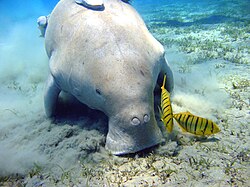A dugong with its mouth on the sandy seafloor, leaving a noticeable cloud which hovers near the bottom. There are two yellow fish with black stripes near its mouth, and there are grasses poking out of the seafloor
