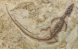 Philydrosaurus, a choristodere from the Early Cretaceous of China