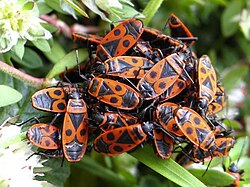 Firebugs, Pyrrhocoris apterus, protect themselves from predators with bright aposematic warning coloration, and by aggregating in a group.