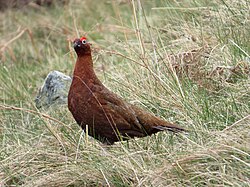 A red grouse in Northumberland, UK