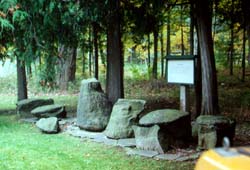 Fossilized trees from the Middle Devonian Gilboa Fossil Forest